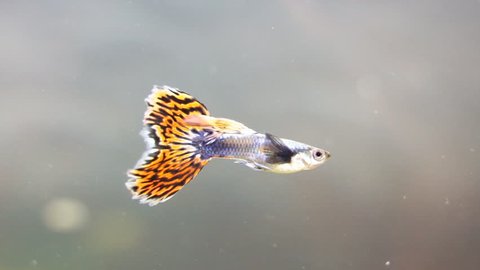 Guppy in freshwater aquarium. Poecilia reticulata.