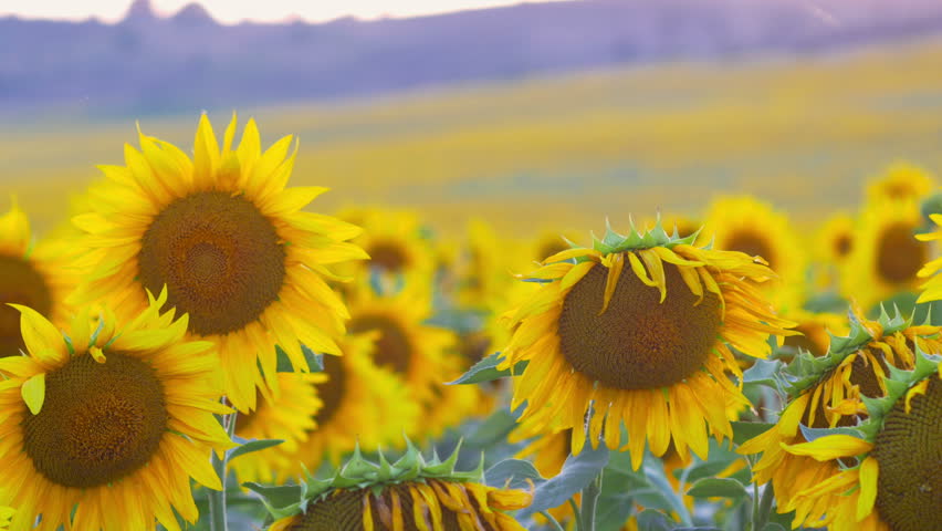 close-up, large field of ripe sunflowers at sunset, changing focus	
