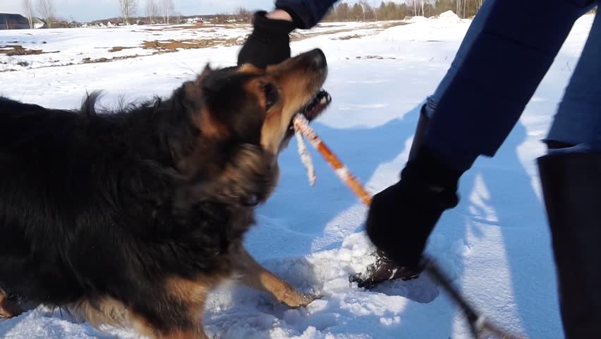 Slow motion. A big dog is playing with a stick, and a girl. Winter in the snow