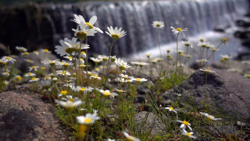 White Daisy Flower and Waterfall Behind
