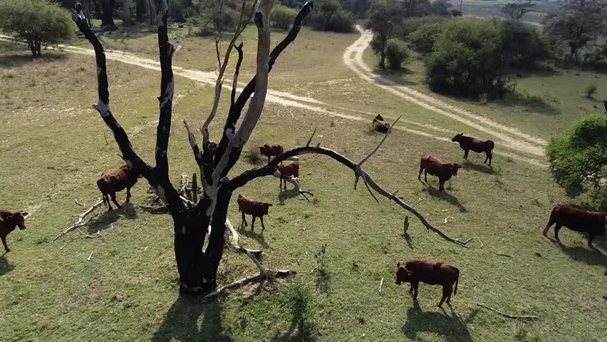 Cattle grazing under a dead tree. Pullback shot.