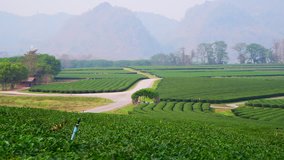 4K video of tea plantation and lake landscape in Chiangrai province, Thailand.