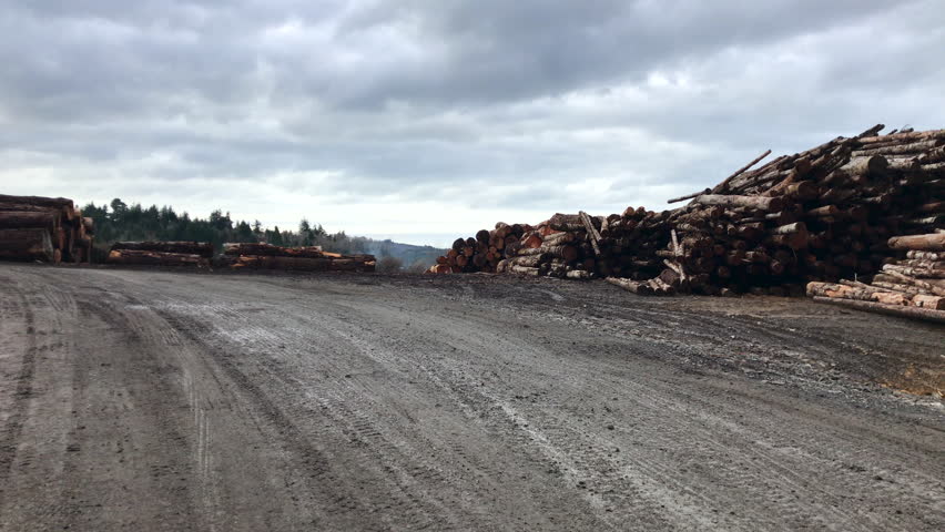 Large piles of cut trees waiting to be shipped to other countries in Coos Bay, Oregon, USA