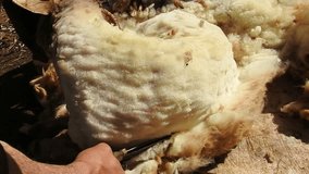 Close-up shot of traditional sheep shearing-Morocco