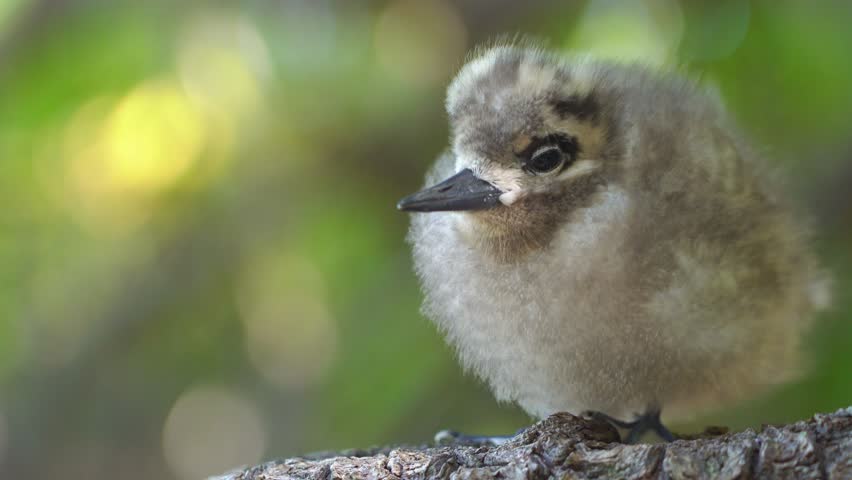 Baby White Tern Chick on a Tree Branch in Rangiroa Atoll, French Polynesia