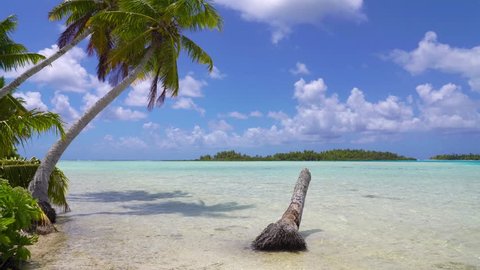 Palm Trees Tilted over Turquoise Lagoon in Rangiroa Atoll, French Polynesia