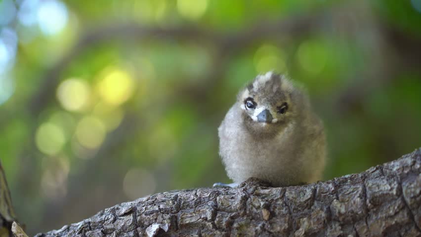 Baby White Tern Chick on a Tree Branch in Rangiroa Atoll, French Polynesia