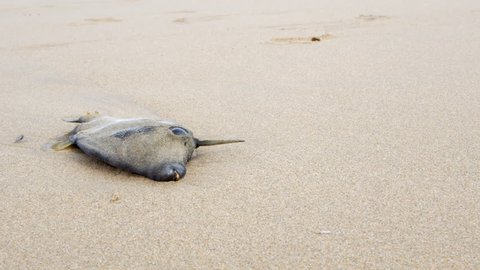 Dead leatherjacket fish washed up on an Australian ocean sandy beach. COPY SPACE.