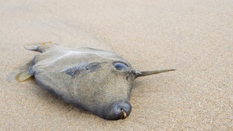 Dead leatherjacket fish washed up on an Australian ocean sandy beach. Fly walks across the eye of the dead fish.
