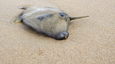 Dead leatherjacket fish with protruding horn or spike washed up laying on an Australian ocean beach. PAN UP SHOT.