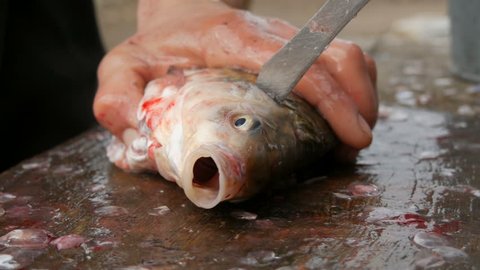 A man fisherman cuts off the head of a lively big fish that has just been caught. Cleaning fish for further cooking. Freshwater fish