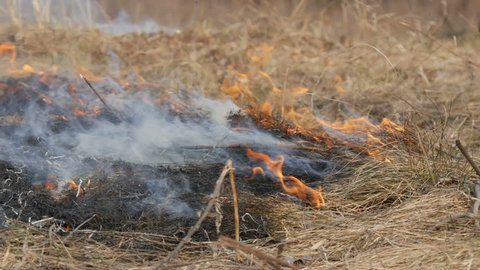 Dangerous wild fire in nature, burns dry grass. Burnt black grass in a forest glade