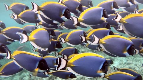 School of Powder Blue Surgeonfish or Powder Blue Tang (Acanthurus leucosternon). Fish eating, feeding, swimming in shallow sea water of the Maldives, Asia, Indian Ocean. Animals on atoll coral reef