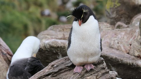 A Rockhopper Penguin rests on top of a rocky outcrop in the Falkland Islands. 