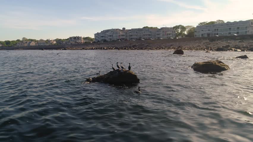 Orbit view of pelicans relaxing on a rock off the coast of Rhode Island on a sunny day.