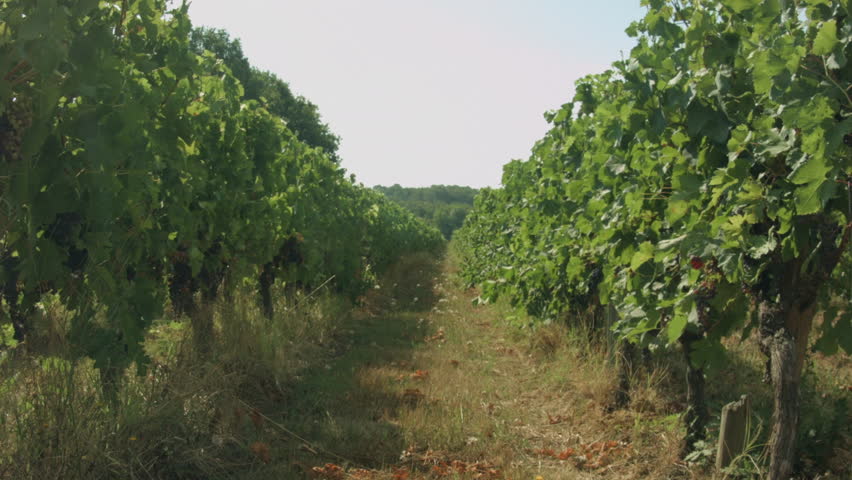 Looking down a town of grape vines of a French vineyard in summer.