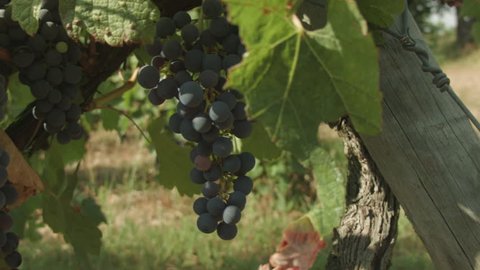 Close up of red grapes growing in a French vineyard.