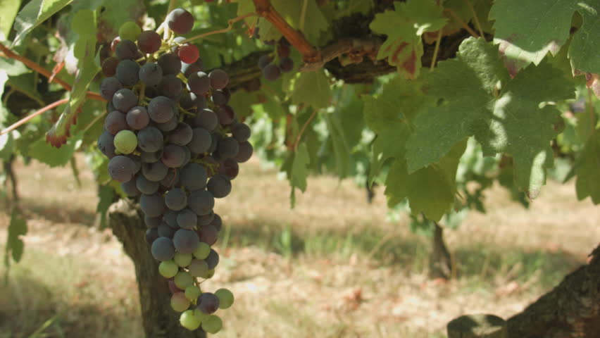 Bunch of grape growing in a French vineyard, some ripe some not.