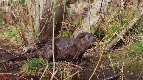 European Otters, Lutra lutra, swimming, gliding, hunting and fishing on a river within a town during spring in Scotland.
