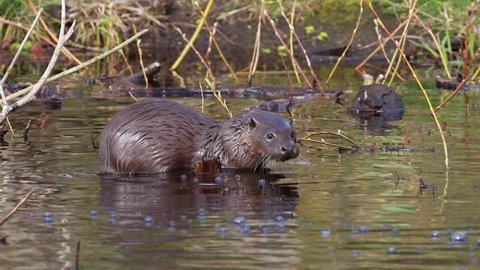 European Otters, Lutra lutra, swimming, gliding, hunting and fishing on a river within a town during spring in Scotland.