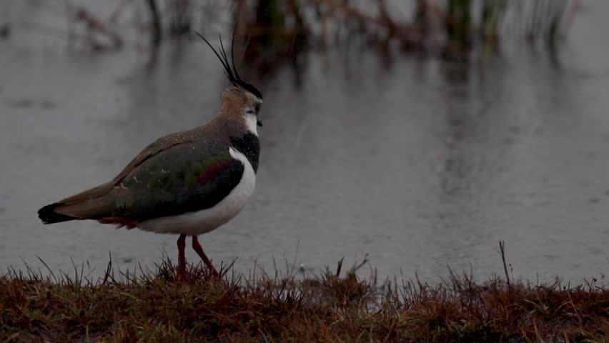 Northern Lapwing, plower, Vanellus vanellus, walking beside a pool on a rainy spring day in Scotland, looking for food.