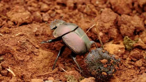 Slow motion close up dung beetle crawling around in red sand dirt near animal droppings, then extends wings and flies away