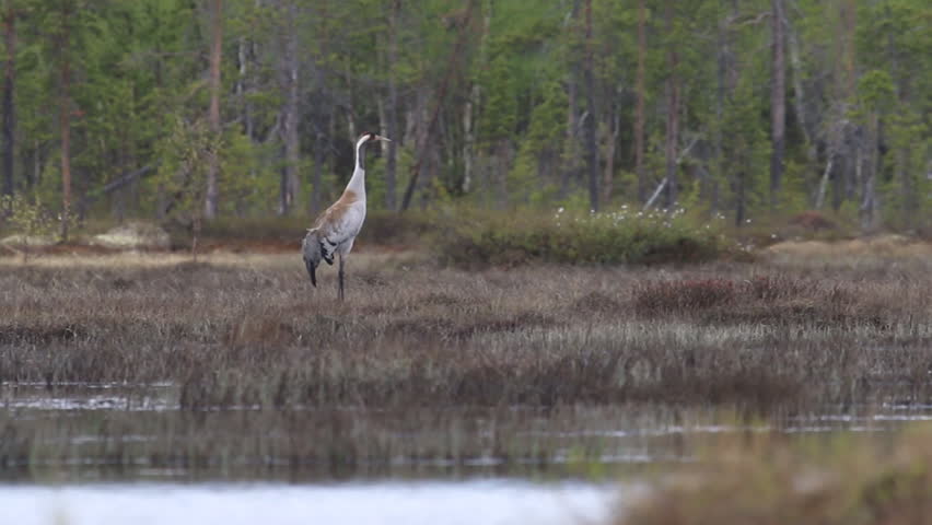 Spring in the North. A pair of Gray crane (Grus grus) guttural screams and dance in the swamp