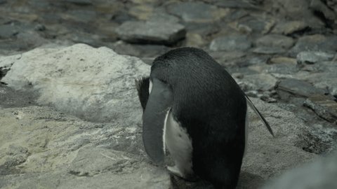Penguin Weakened 4K