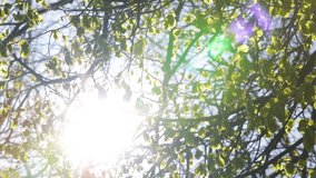 Sunshine seen through spring branches of trees. Beautiful green abstract background. Real time full hd video footage.