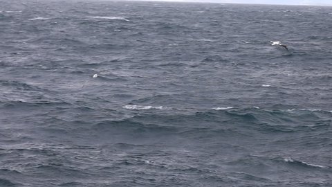 Wandering Albatross in flight in the Southern Ocean