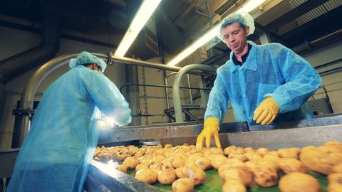 Men cut potatoes on a modern conveyor at a food factory.
