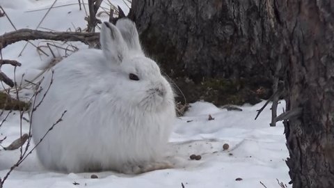 Snowshoe hare sitting quietly in a snowy Alaska forest.