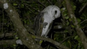 Barn owl bird with heart shaped face perching  on tree lifting up right leg  keeping eyes on photographer .
Cute owl perching ,low angle view.
