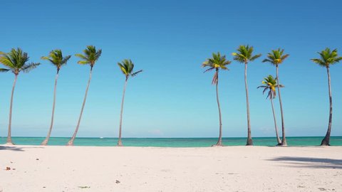 White beach sand palm trees isolated and sky background / Dominican republic Punta Cana beaches. The best beaches in the world. blue water at Caribbean sea. Amazing and beautiful beach and palms