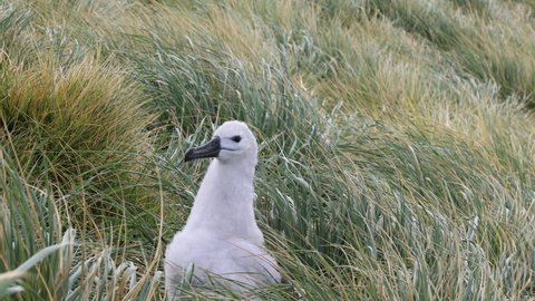 A black browed albatross chick in the Falkland Islands. 