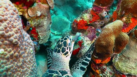 Sea turtle and colorful reef. Turtle feeding on the corals. Underwater video from scuba diving with the sea turtles. Marine wildlife on the coral reef. Wild ocean animal.