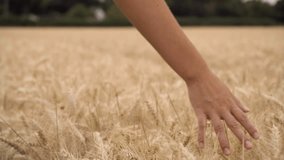4K video clip of young adult woman or teenage female girls hand feeling the top of a field of golden barley, corn or wheat crop 