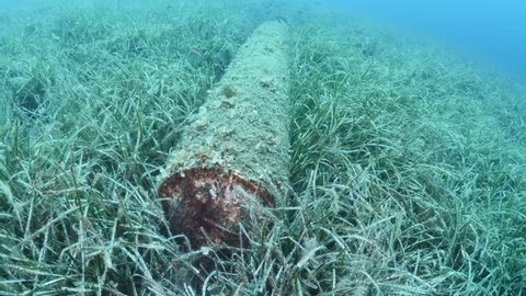 world war torpedo underwater submarine not exploded laying on sea grass