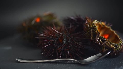 Sea Urchin rotated close-up. Fresh sea urchins delicatessen food. Traditional Mediterranean food. 4K UHD video