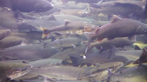An underwater view of a group of wild salmon