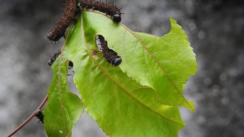 group of caterpillars eating leafs