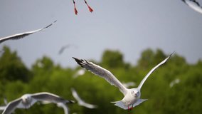 Flock of Seagull bird flying over the sea in the coast with green tree blur background (Slow Motion Video)