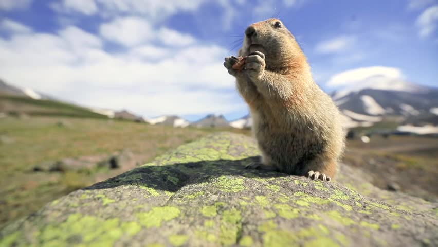 A cute fuzzy groundhog is carrying the nut in his small paws, chewing it and stuffing it in his cheeks. The prairie dogs is looking into the camera on a sunny day in Kamchatka wildlife. Far East. Royalty-Free Stock Footage #1026121559