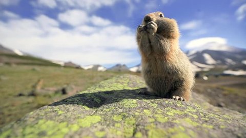 A cute fuzzy groundhog is carrying the nut in his small paws, chewing it and stuffing it in his cheeks. The prairie dogs is looking into the camera on a sunny day in Kamchatka wildlife. Far East.