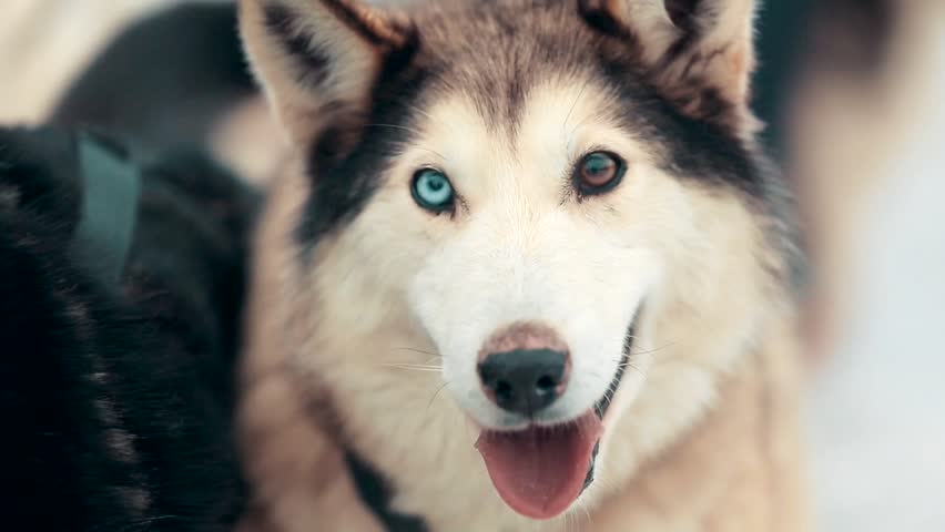 blue and green eyed husky