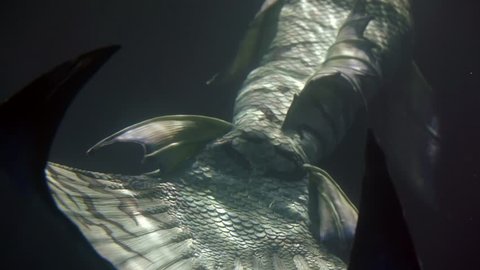 huge amazing mermaid tail is moving inside dark water of ocean, close-up view