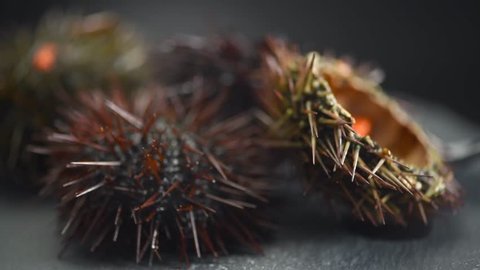 Sea Urchin rotated close-up. Fresh sea urchins delicatessen food. Traditional Mediterranean food. 4K UHD video