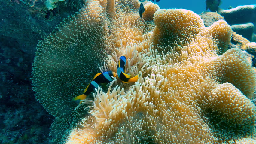 clarkii clownfish swimming in and out of their anemones on the great barrier reef. Australia. Royalty-Free Stock Footage #1026140891