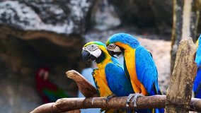 4K video of blue and gold macaw birds in Thai, Thailand.