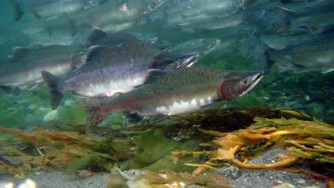 School of salmon fish underwater swimming against current in sea. Salmonidae Game-fish in clear transparent water of Sea of Okhotsk.